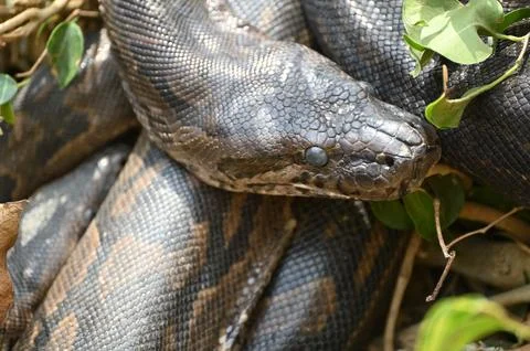 Close-up of a Southern African Rock Python at Kalimba Reptile Farm, Lusaka, Zamb Stock Photos