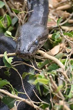 Close-up of a Southern African Rock Python at Kalimba Reptile Farm, Lusaka, Zamb Stock Photos