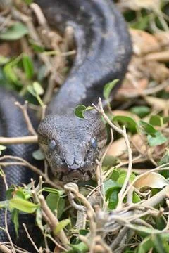 Close-up of a Southern African Rock Python at Kalimba Reptile Farm, Lusaka, Zamb Foto stock
