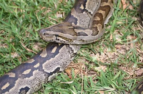 Close-up of a Southern African Rock Python at Kalimba Reptile Farm, Lusaka, Zamb 스톡 사진
