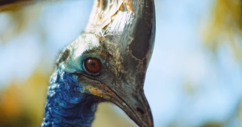 Close up of Southern Cassowary, the largest flightless bird. BMPCC 4K Stock Footage 125570844