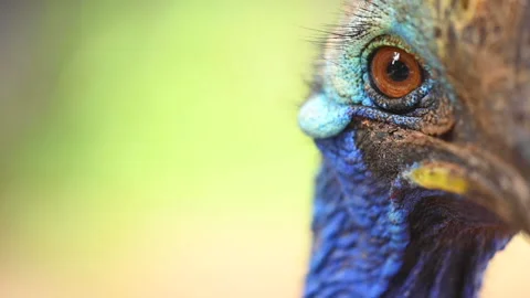 Close up of Southern Cassowary, the largest flightless bird. Stock Footage 140151087
