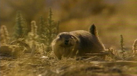 Close-up of Southwestern Gopher Stock-Footage 29809320