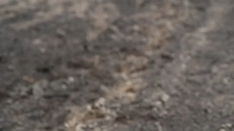 Close-up of a sowers hand scattering wheat seeds on plowed soil 库存影片 284970100