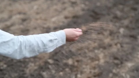 Close-up of a sowers hand scattering wheat seeds on plowed soil Vídeo Stock 284970101