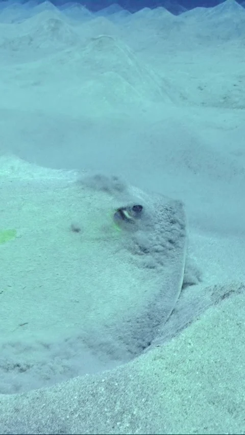 Close-up of Сowtail Weralli stingray digs sand on seabed then swims away Stock Footage 252015592