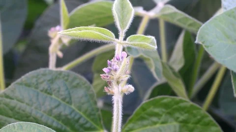 Close up of soy blossom Stock Footage 78065675