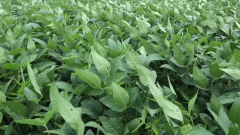 Close up of soy leaves and plants in a soybean farm plantation in the Amazon . Stock Footage 150891575