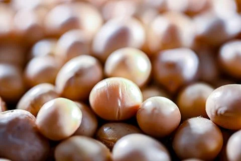 Close-up of soya beans. Stock Photos