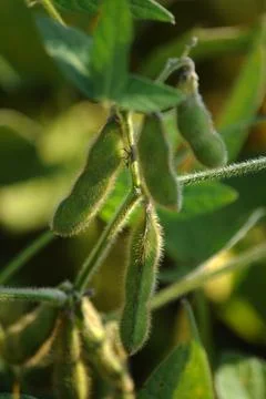 Close up on soybean field Stock Photos