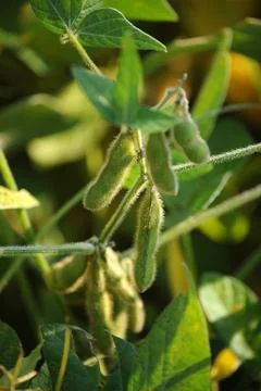 Close up on soybean field Stock Photos