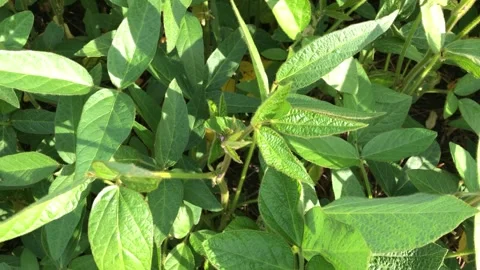 Close-up of a soybean plant in the sunlight. Video stock 341683042