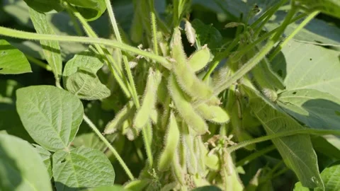 Close-up of soybean pods growing on a soybean plant Stock Footage 344954933