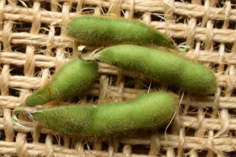 Close up on soybean pods. Stock Photos