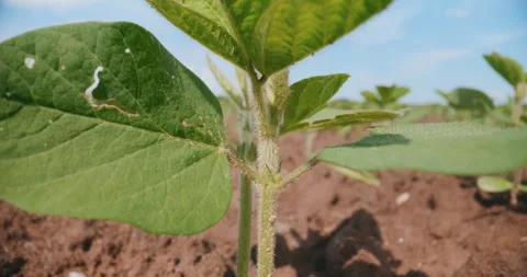 Close-Up of a Soybean Seedling in the Sunlight Stock Footage 277309667