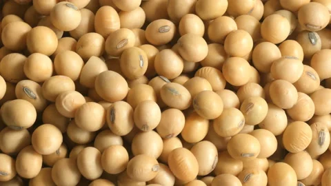 Close up Soybean on a white background Rotation. Stock-Footage 142656292