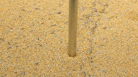 Close-up of soybeans being processed at an agricultural facility. A detailed Stock Footage 292145641