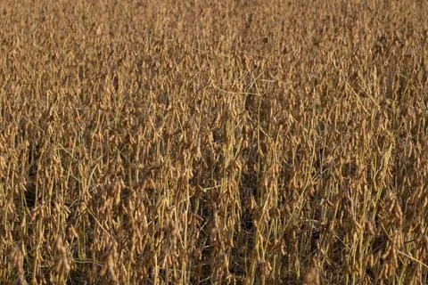 Close-up of Soybeans on Stalks Stock Photos