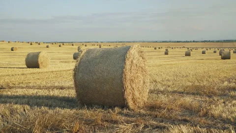Close spacious viewing of haystacks on wheat field with bright sky in summer Stock-Footage 133206036