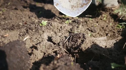 Close up of spade turning dirt in the garden slow motion Stock Footage