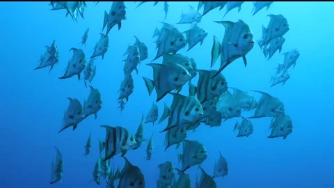 Close‑Up Spadefish in Profile &amp; Face Turn — Underwater Martinique Stock Footage 318104808