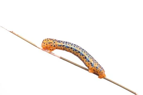 A close up of the span worm Stock Photos