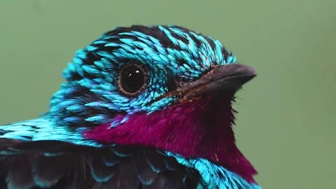 Close up of a Spangled Cotinga bird  Stock Footage 263586043