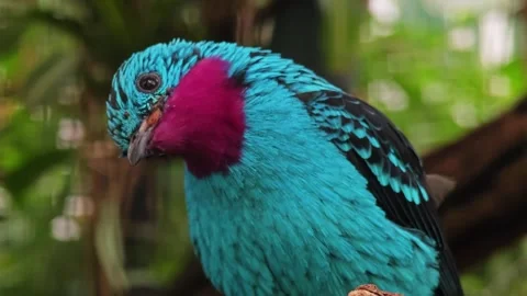 Close up of a Spangled Cotinga bird relaxing Stock Footage 296026243