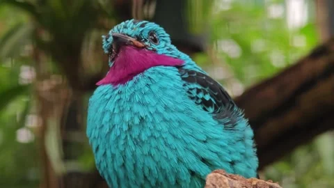 Close up of a Spangled Cotinga bird resting Stock Footage 296029610