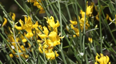 Close-up Spanish Broom blossoms in light breeze Stock Footage 47387580