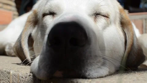 Close-up of a Spanish Mastiff sleeping and enjoying the sun Stock Footage 140805075
