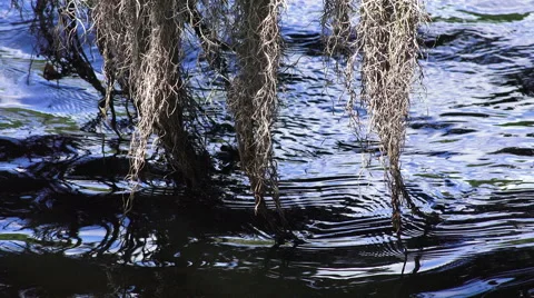 Close Up Spanish Moss Dangles In Waves Of Blue River Water Stock-Footage 46561766