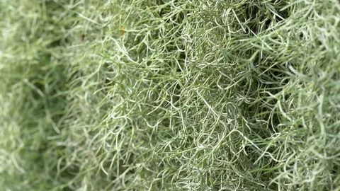 Close-up of Spanish moss. Stock Footage 106757520