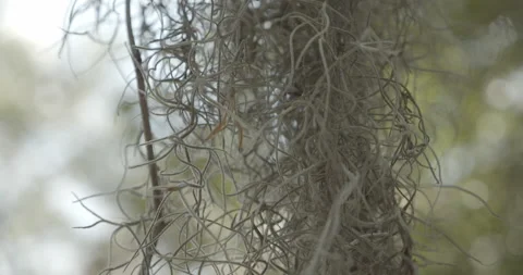 Close Up of Spanish Moss Hanging from Tree Stock Footage 153092358