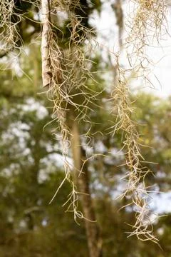 Close up of spanish moss Stockfoto's