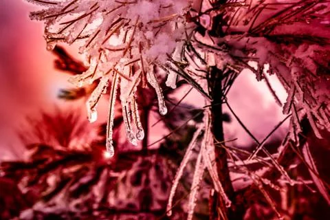 Close Up of Sparkling Light on Iced Pine Branches in Winter on Colored Blurre Stock Photos