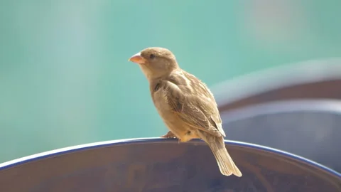 Close up of sparrow in 4k Stock Footage 152734419