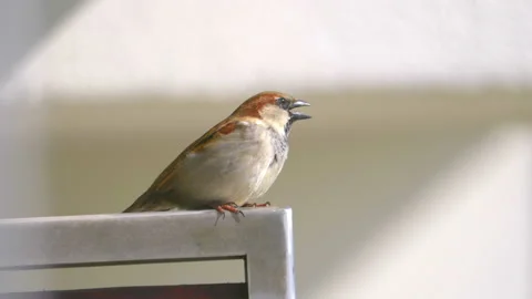 Close up of sparrow in 4K slow motion 60fps Stock Footage 130737092
