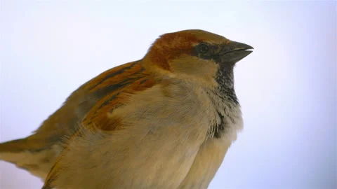 Close up of sparrow in 4K slow motion 60fps Stock Footage 130738218