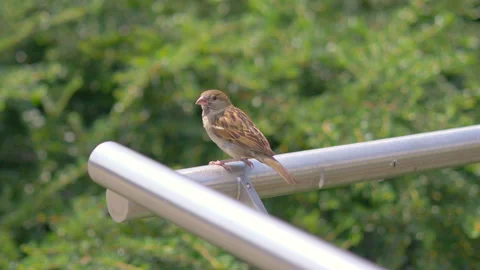 Close up of sparrow in 4k slow motion 60fps Stock Footage 162880026