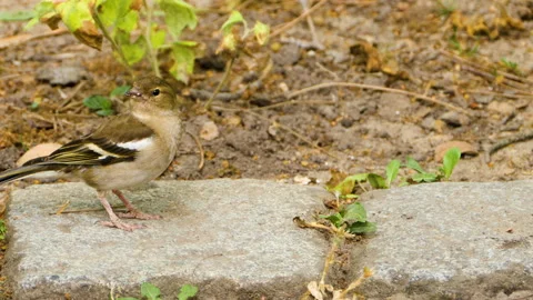 Close up of sparrow Stock Footage 131381596
