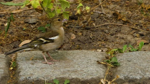 Close up of sparrow Video stock 131382161