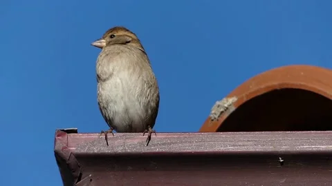 Close-up of sparrow nesting on house roof, 動画素材 166403300