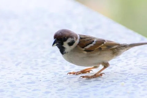 Close-up. A sparrow pecks bread on a windowsill against a background Stock Photos
