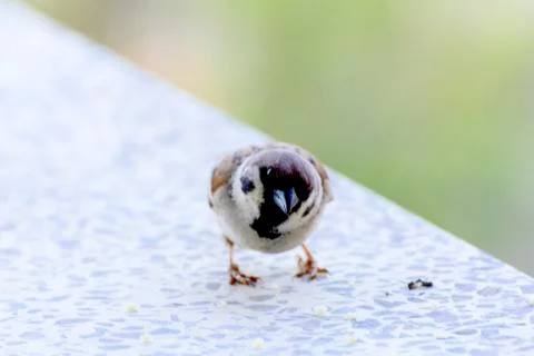 Close-up. A sparrow pecks bread on a windowsill against a background Stock Photos