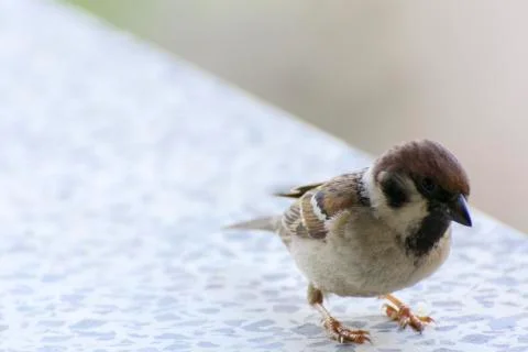 Close-up. A sparrow pecks bread on a windowsill against a background Foto stock