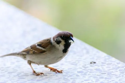 Close-up. A sparrow pecks bread on a windowsill against a background Stock Photos