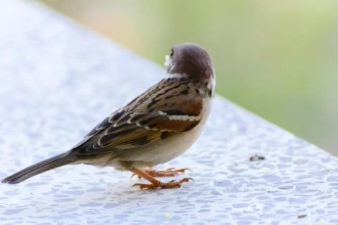 Close-up. A sparrow pecks bread on a windowsill against a background Stock Photos