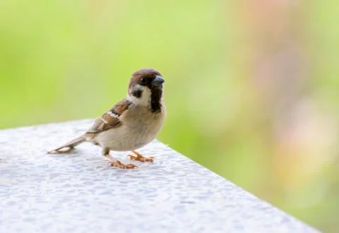 Close-up. A sparrow pecks bread on a windowsill against a background Foto stock