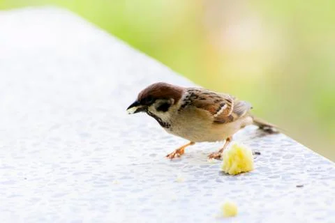 Close-up. A sparrow pecks bread on a windowsill against a background Stock Photos